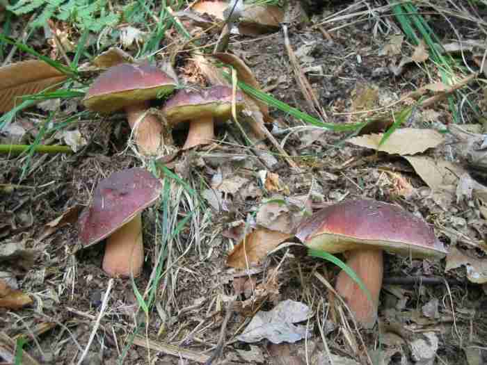  Image name: 279 Porcino.jpg 
 width: 700 pixel 
 height: 525 pixel 
 Size: 39633 bytes 
 Click to enlarge 